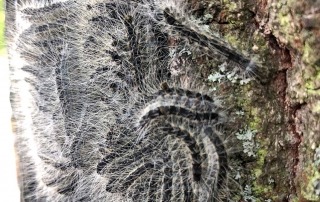 Eichenprozessionsspinner©privat