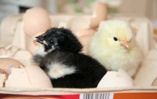 Osterkueken@Naturhistorisches_Museum