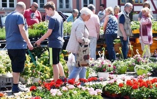 Geranienmarkt©privat