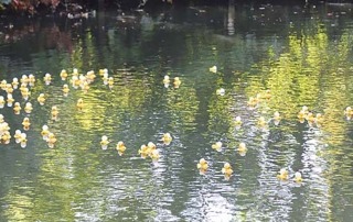 Entenrennen©Max_Schrader