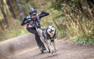 Schlittenhundesport©privat