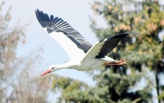 Storch©Joerg_Koglin