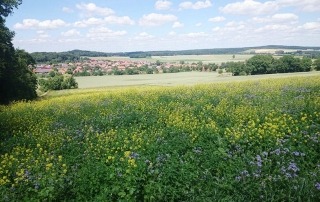 Bluehstreifen_Gielde©privat