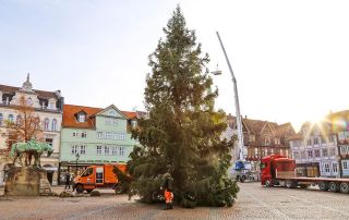 Friedenstanne©Stadt_WF